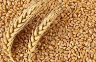 الإحصاء: إنتاج مصر من القمح يصعد بنسبة 6.2% ليصل إلى 9.1 مليون طن فى عام 2020/2019