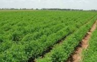 خطة حكومية للاستثمار تشمل 8 تجمعات زراعية بشمال سيناء
