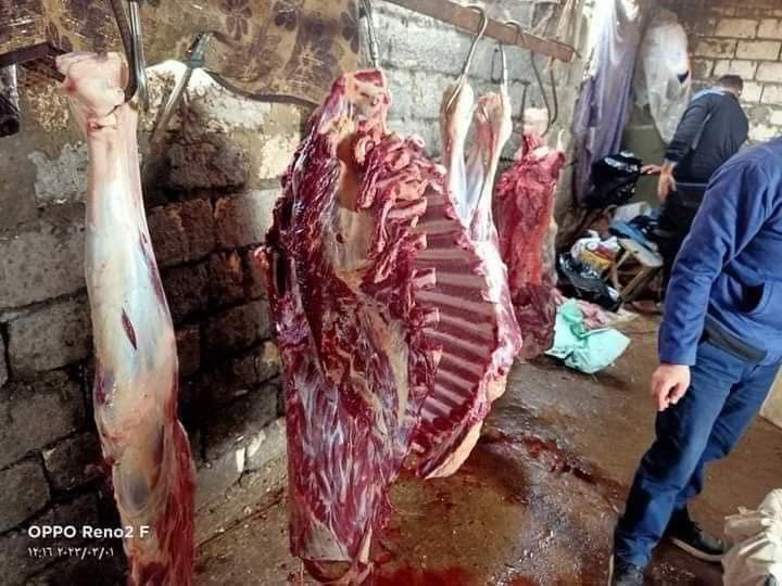بالصور ..ضبط مواطن بالدقهلية لقيامه بذبح حصانين تمهيداً لطرحهم بالاسواق