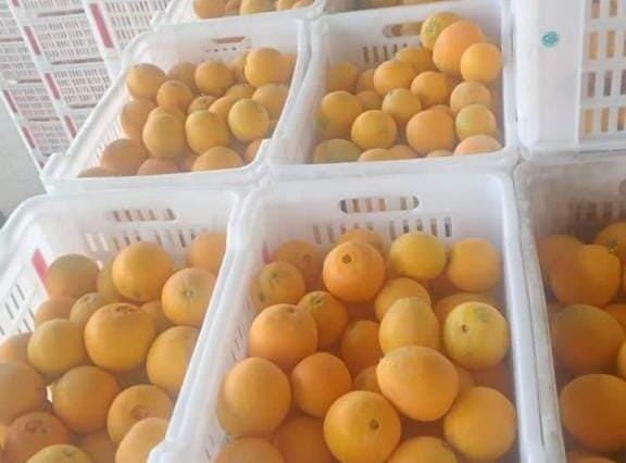 الزراعة : محطات التصدير بدأت في استقبال شحنات البرتقال المصري لفحصها