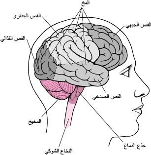 سبحان الذي خلق.. تشكيل العقل يبهر العلماء