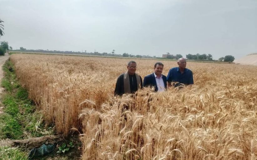 محافظ أسيوط يوجه بمتابعة المحاصيل الزراعية والتأكد من خلوها من الأمراض