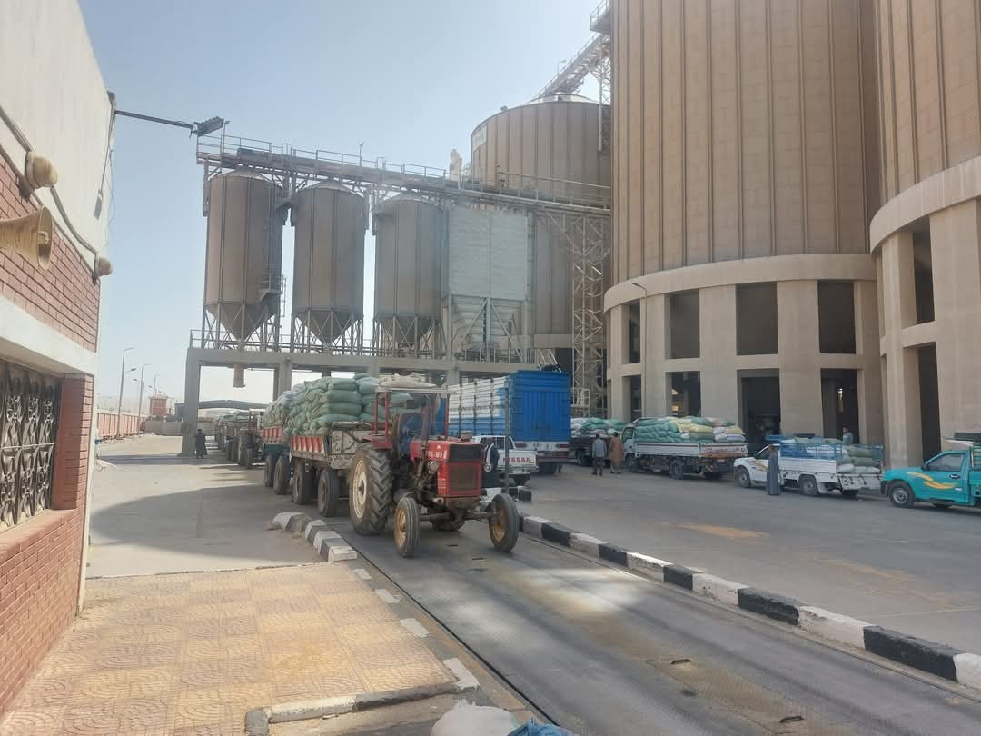 محافظ أسيوط: توريد أكثر من 113 ألف طن قمح حتى الآن واستمرار استلام المحصول