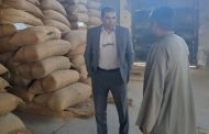 توريد أكثر من 100 ألف طن قمح بالمنيا منذ بدء موسم الحصاد 2025