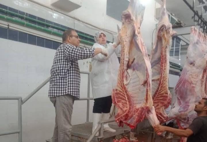 مديرية الطب البيطري بالبحر الأحمر تذبح 53 عجلًا لتوفير اللحوم للمواطنين