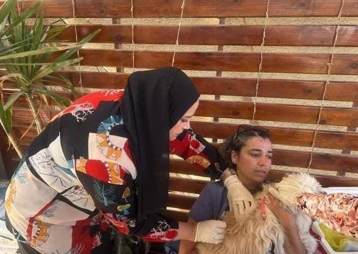 الطب البيطري بالقاهرة ينفذ حملة لترخيص وتحصين الكلاب بهايد بارك