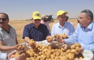 لأول مرة.. محافظ الوادي الجديد يعلن نجاح إنتاج تقاوي البطاطس محليًا
