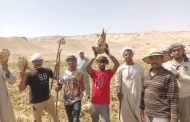 الوادي الجديد يعلن انطلاق حصاد بنجر السكر بإنتاجية قياسية