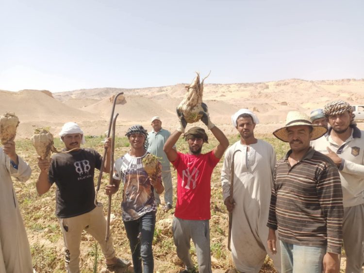 الوادي الجديد يعلن انطلاق حصاد بنجر السكر بإنتاجية قياسية