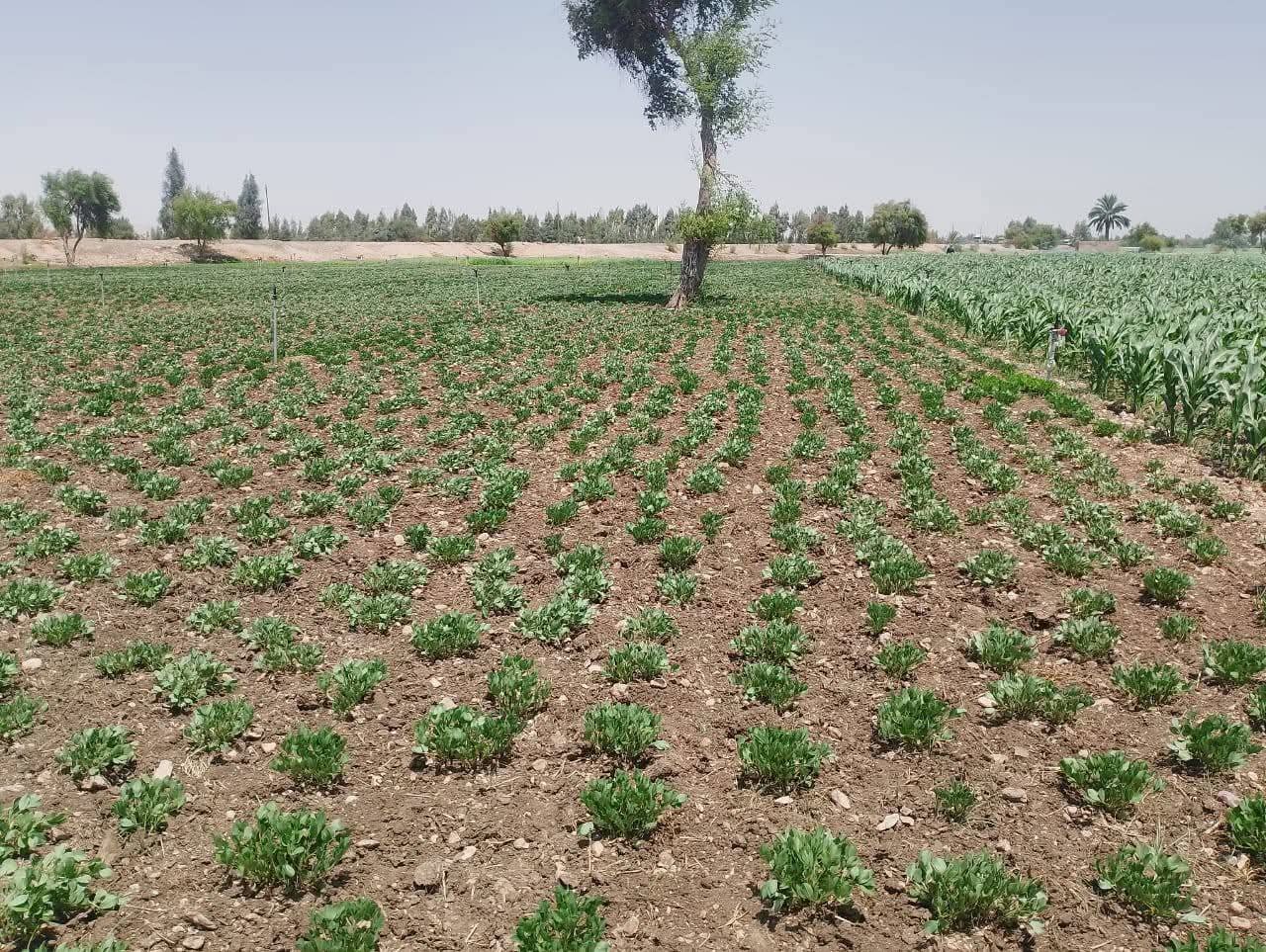 محافظ أسيوط يؤكد أهمية متابعة الزراعات بالمراكز والقرى 