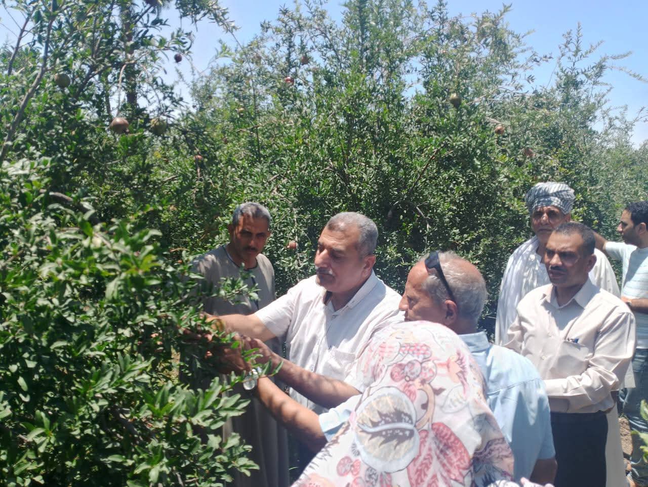 محافظ أسيوط يشدد على توعية المزارعين ومكافحة نيماتودا الرمان