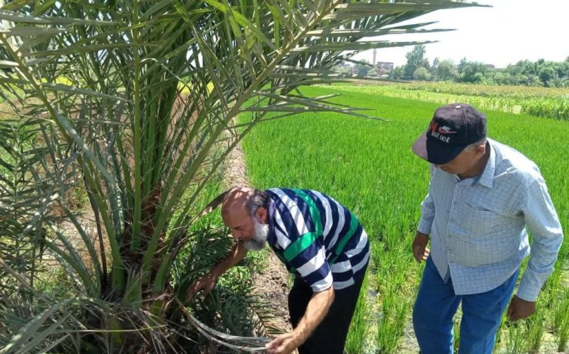 الشرقية تنظم تدريبًا لمربي الدواجن لمواجهة موجات الحرارة الصيفية