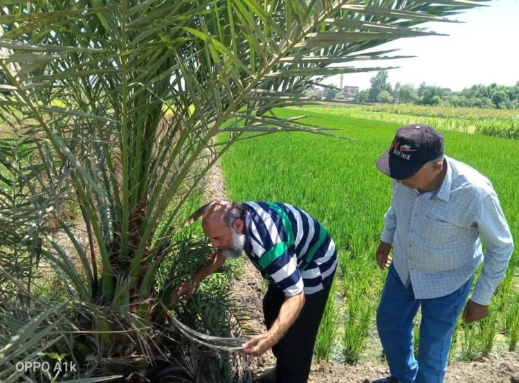 الشرقية تنظم تدريبًا لمربي الدواجن لمواجهة موجات الحرارة الصيفية