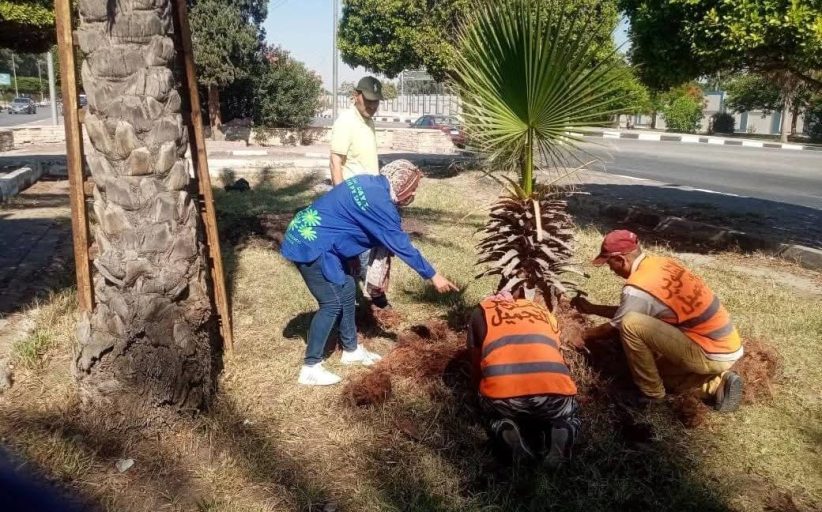 الإسماعيلية تواصل أعمال التجميل ورفع كفاءة المسطحات الخضراء بالمدينة