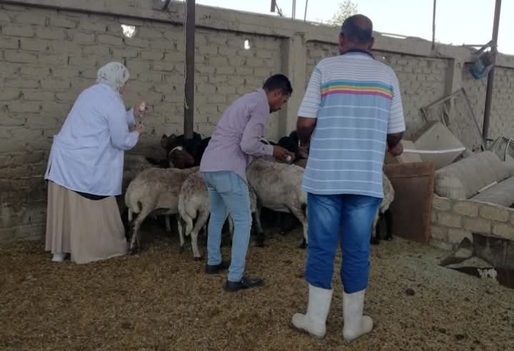 البحر الأحمر تطلق حملة قومية لحماية الثروة الحيوانية من الأمراض الوبائية