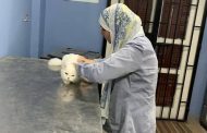 القاهرة تنفذ حملة بيطرية شاملة لعلاج الحيوانات وتحصينها ضد الأمراض