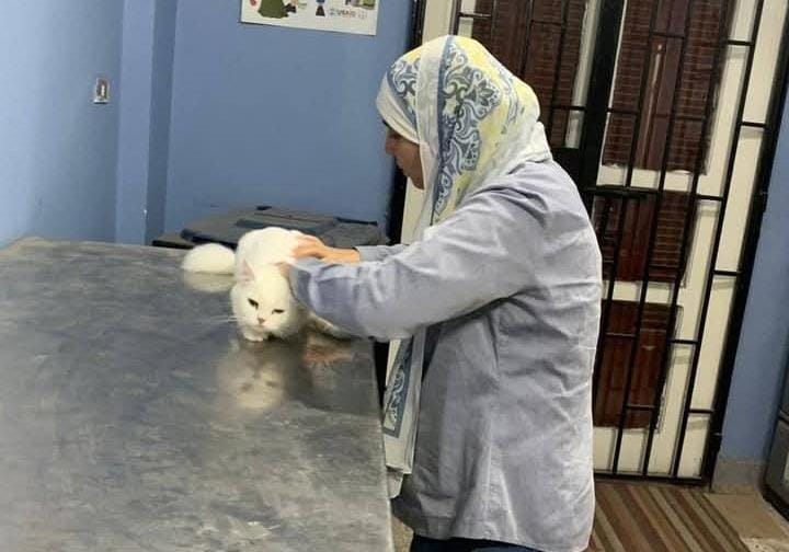 القاهرة تنفذ حملة بيطرية شاملة لعلاج الحيوانات وتحصينها ضد الأمراض