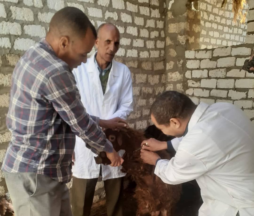 المنيا تنجح في تحصين 181 ألف رأس ماشية ضد الأمراض الوبائية لدعم الثروة الحيوانية