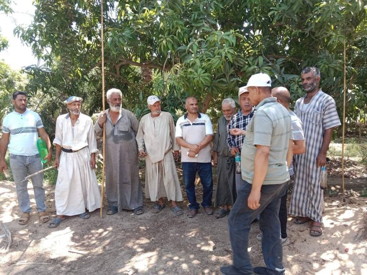 زراعة الإسماعيلية تكثف حملاتها لمكافحة ذبابة الفاكهة والخوخ بالمانجو
