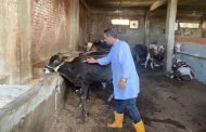 مديرية الطب البيطري ببورسعيد تواصل حملاتها لحماية الماشية من الأمراض الوبائية