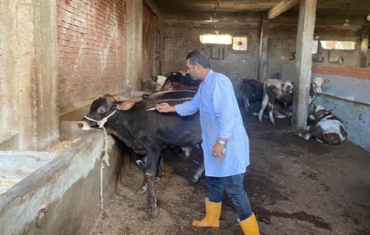 مديرية الطب البيطري ببورسعيد تواصل حملاتها لحماية الماشية من الأمراض الوبائية