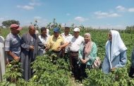 الإرشاد الزراعي بالبحيرة ينظم ندوات توعوية للنهوض بمحصول القطن