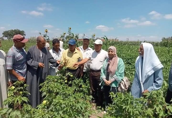 الإرشاد الزراعي بالبحيرة ينظم ندوات توعوية للنهوض بمحصول القطن