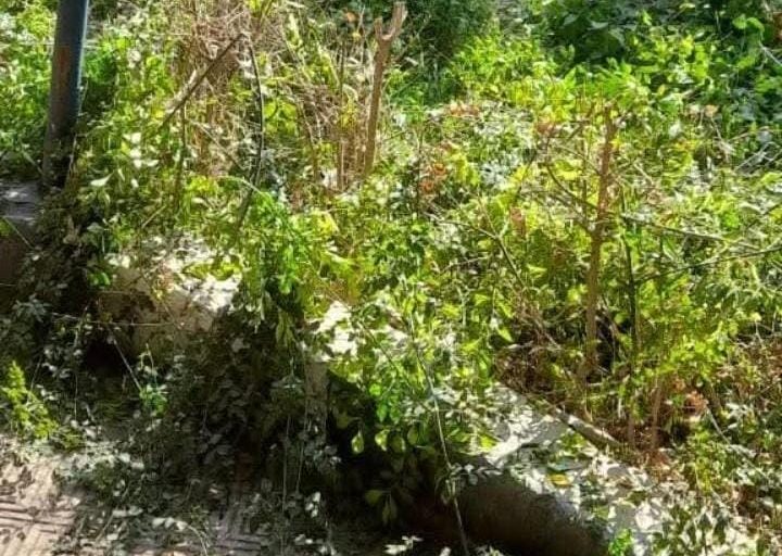 استمرار جهود رفع كفاءة منظومة النظافة العامة بمساكن أبو بكر في مدينة بورفؤاد