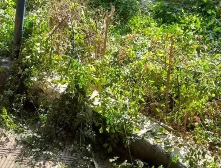 الوحدة المحلية بالواسطى تكثف جهود التصالح والنظافة ورفع الإشغالات بالمدينة 