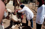 محافظ الجيزة يعلن عن نجاح الحملة القومية الثانية بتحصين 160 ألف رأس ماشية