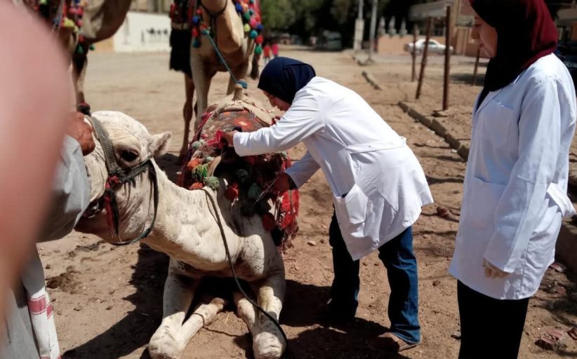 محافظ الجيزة يعلن عن نجاح الحملة القومية الثانية بتحصين 160 ألف رأس ماشية