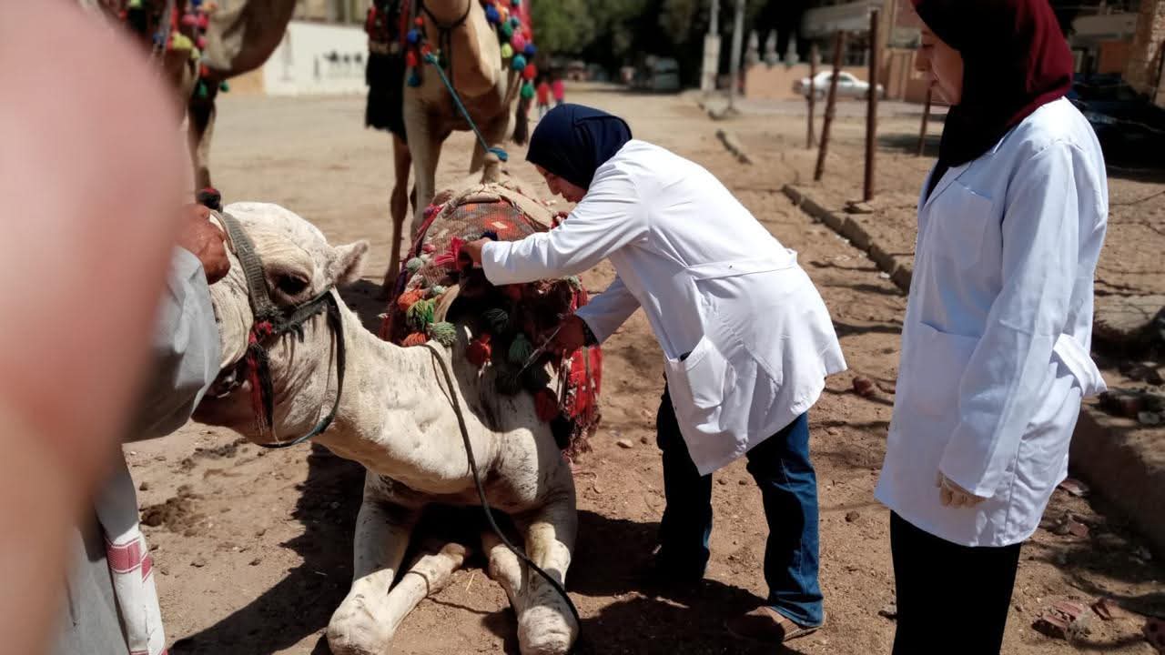 محافظ الجيزة يعلن عن نجاح الحملة القومية الثانية بتحصين 160 ألف رأس ماشية