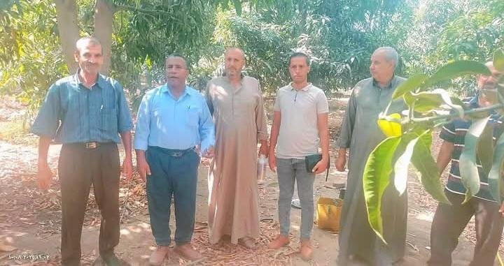 زراعة الإسماعيلية تكثف حملاتها لمكافحة ذبابة الفاكهة والخوخ في بساتين المانجو والموالح