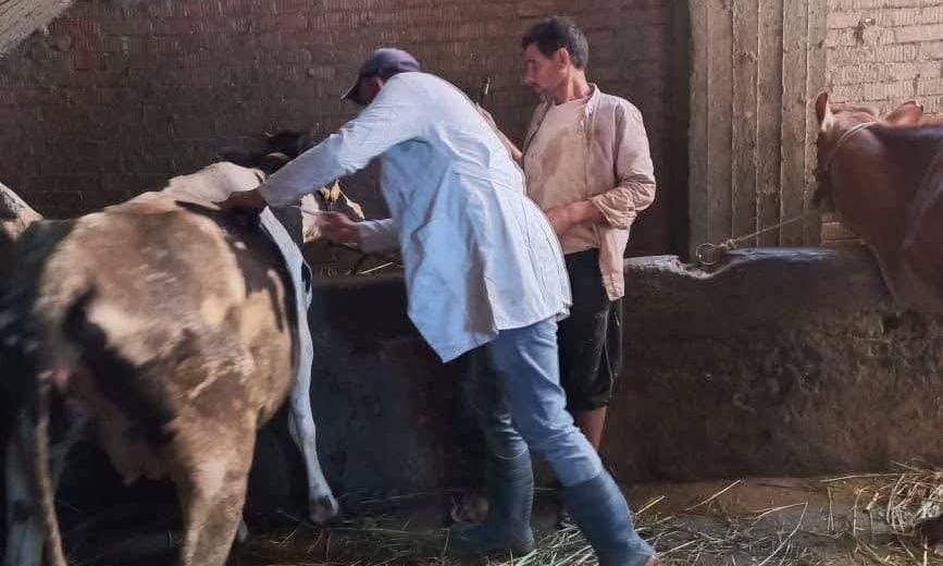 تحصين أكثر من 219 ألف رأس ماشية بالدقهلية ضد الحمى القلاعية