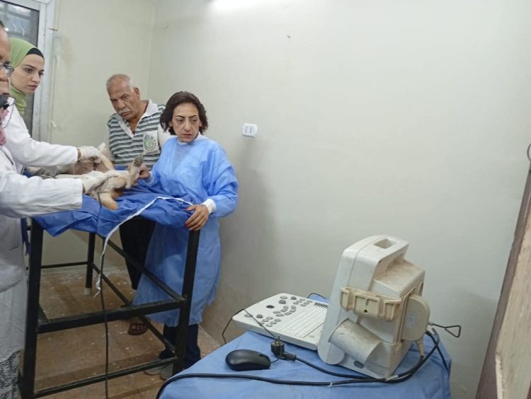 محافظة الجيزة تبدأ تنفيذ بروتوكول التعاون مع جامعة القاهرة لتطعيم وتعقيم الكلاب