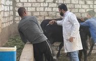 انطلاق الحملة القومية الثالثة للتحصين ضد الحمى القلاعية وحمى الوادي المتصدع بالجيزة