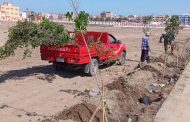 محافظ كفرالشيخ يطلق حملة زراعة أشجار لتعزيز المسطحات الخضراء
