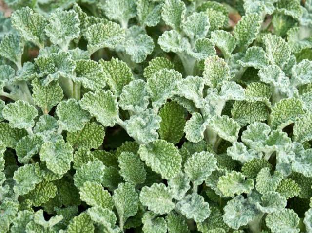 فوائد المريوت الصحية