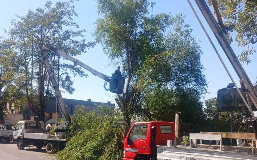رفع كفاءة حدائق أسوان لاستقبال أعياد الكريسماس والميلاد