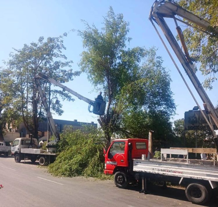 رفع كفاءة حدائق أسوان لاستقبال أعياد الكريسماس والميلاد