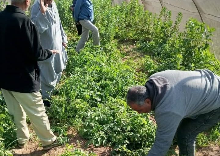 لا منازل مهددة ولا خسائر.. الزراعة تكشف حقيقة النمل الأبيض بالصعيد