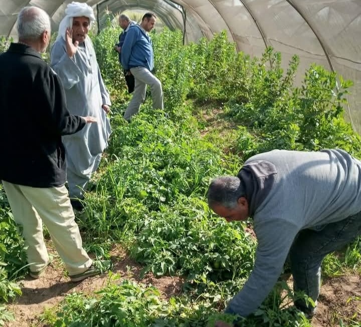 لا منازل مهددة ولا خسائر.. الزراعة تكشف حقيقة النمل الأبيض بالصعيد