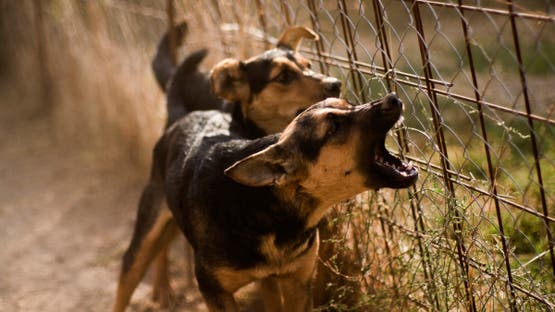 كلب مسعور يهاجم 13 شخصًا في كفر الشيخ، ارتفاع حالات عقر الكلاب إلى 1.2 مليون في مصر