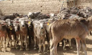 المشروع القومى للبتلو