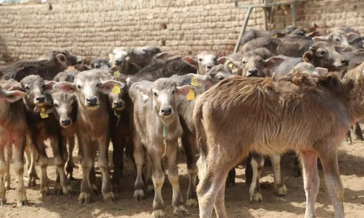 وزير الزراعة يوافق على صرف تمويلاً جديداً للمشروع القومى للبتلو لصالح 425 مستفيد