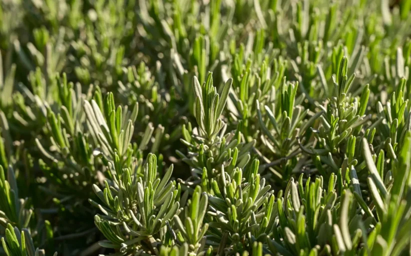 استبدال الأعشاب بالملح ،تأثير سريع على ضغط الدم