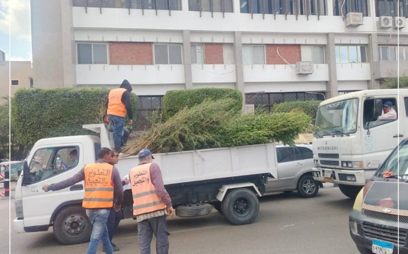 الإسماعيلية تتسلم 6 آلاف شجرة زينة ضمن مبادرة 