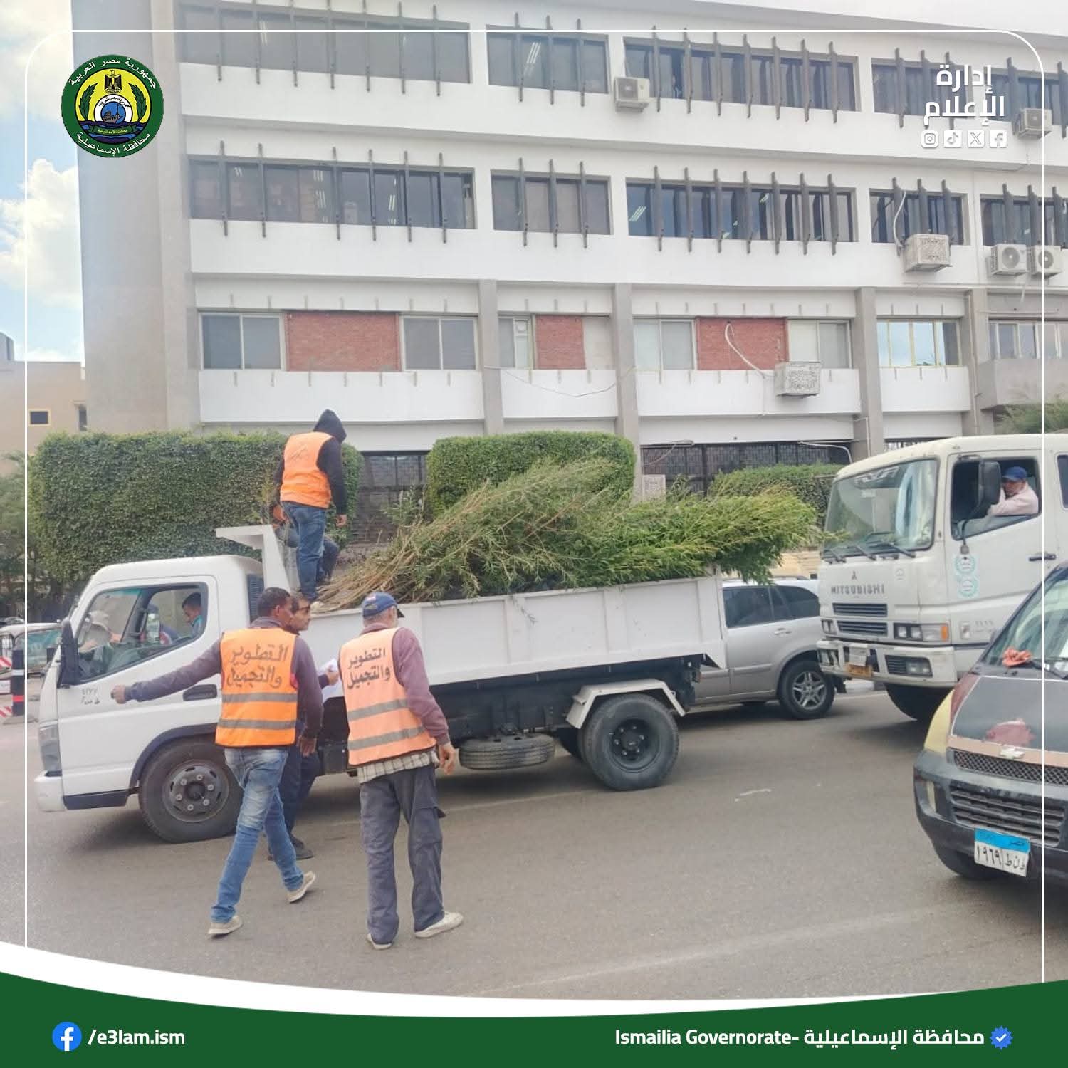 الإسماعيلية تتسلم 6 آلاف شجرة زينة ضمن مبادرة 