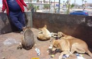 محافظة بورسعيد يوجه بضرورة البدأ في جمع الكلاب الضالة من كافة الأحياء وبورفؤاد لتسليمها للشيلتر الجديد