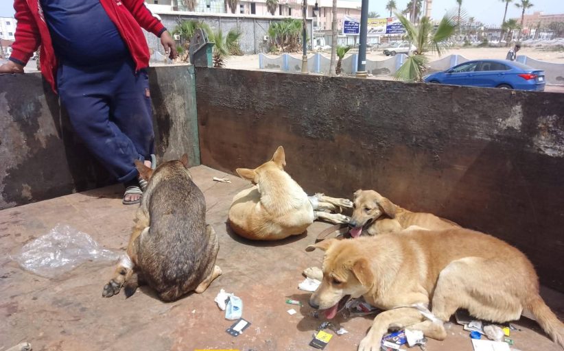 محافظة بورسعيد يوجه بضرورة البدأ في جمع الكلاب الضالة من كافة الأحياء وبورفؤاد لتسليمها للشيلتر الجديد